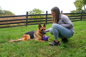 Can German Shepherds Be Good Family Dogs?