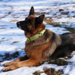 female german shepherd laying in snow