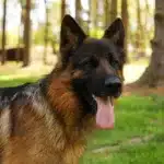 Adult German,Shepherd