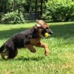 A pup chases a yellow ball near the camera.