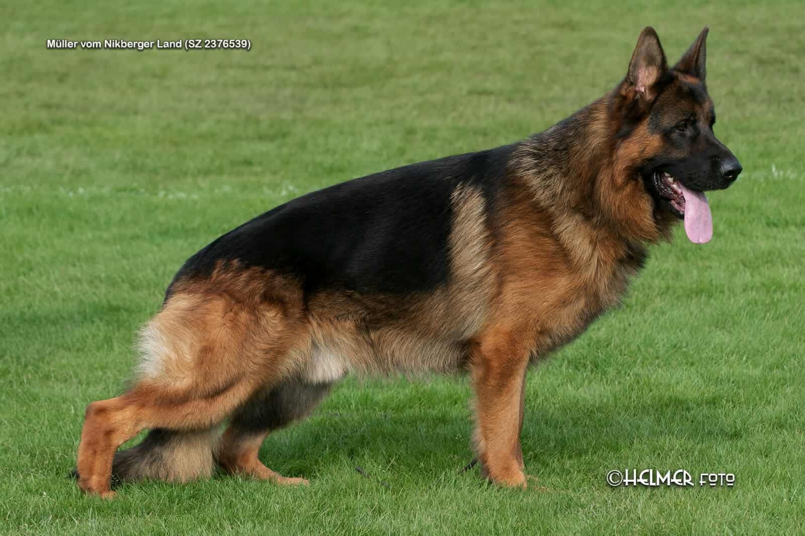 German Shepherd Puppies For Sale German shepherd dog puppies