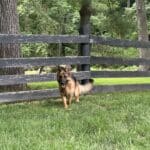 German Shepherd Dog
