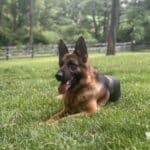 German Shepherd Dog