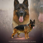 Lauryn Shaffer Yupp jun 2023 001