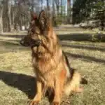 Xena von der Lars-Aue