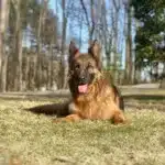 Xena von der Lars-Aue2