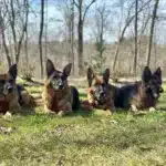 A group of dogs1