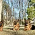 Life's Moments with our Dogs3