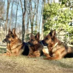 Life's Moments with our Dogs
