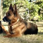 Group of three german shepherd dogs