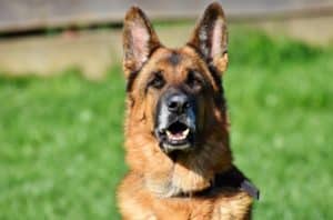 Close-up of a classic black and tan German Shepherd standing outside, staring directly at the camera
