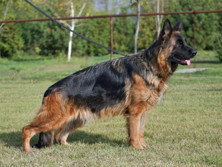 Classic black and tan German Shepherd in a stacked show stance on grass, showing strong build and posture.