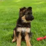 Puppy 12