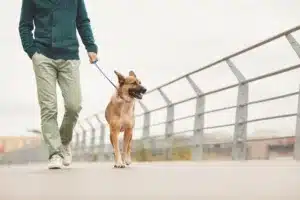 The Health Benefits of Owning a German Shepherd