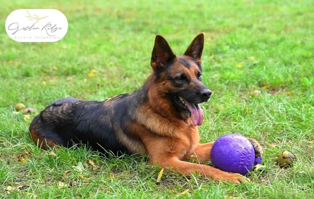 What-Age-is-best-to-welcome-a-German-shepherd-into-Your-Home