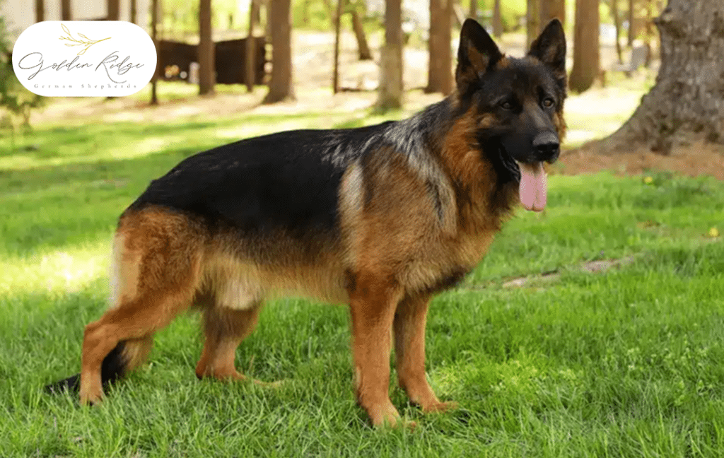 So, you’re considering adding a German Shepherd to your family—excellent choice! German Shepherds are known for their intelligence, loyalty, and versatility. But how do you ensure you’re getting the best start with your new furry friend? That’s where we come in. At Golden Ridge Farm German Shepherds, we pride ourselves on being one of the Best German Shepherd Breeders in the Northeast. Here’s why choosing us will give you the perfect German Shepherd companion. Commitment to Excellence Our dedication to breeding exceptional German Shepherds sets us apart. We follow rigorous standards to ensure each puppy is healthy, well-socialized, and embodies the breed's finest traits. Our breeding practices are designed to produce German Shepherds that excel in both temperament and physical health. Health and Wellness We prioritize the health and well-being of our German Shepherds. All our puppies are vet-checked, vaccinated, and have a health guarantee. Our breeding dogs are carefully selected and tested for genetic conditions to ensure that we are producing the healthiest puppies possible. Family-Focused Approach We believe that a German Shepherd is more than just a pet—it’s a member of the family. That’s why we take a family-focused approach to our breeding. We match our puppies with families that fit their personalities and needs, ensuring a lifelong bond between you and your new furry friend. Support and Guidance Choosing a German Shepherd is just the beginning. At Golden Ridge Farm German Shepherds, we provide ongoing support and guidance to help you and your puppy adjust to your new life together. From training tips to health advice, we’re here to assist you every step of the way. Ethical Breeding Practices We are committed to ethical breeding practices that prioritize the health and welfare of our dogs. Our breeding facilities are designed to offer a comfortable and safe environment for both our adult dogs and puppies. Beautiful, Well-Socialized Puppies Our puppies are raised in a loving and stimulating environment, exposed to various social situations from an early age. This early socialization helps them grow into well-rounded, confident adult dogs. Transparency and Trust We value transparency and trust in our relationships with prospective puppy owners. We’re always happy to answer your questions and provide all the information you need to make an informed decision. A Passion for the Breed Finally, our passion for German Shepherds drives everything we do. We’re not just breeders; we’re enthusiasts who genuinely care about the breed and the families we place our puppies with. This passion ensures that every German Shepherd we breed is a testament to the quality and care we put into our work. In conclusion If you’re looking for a German Shepherd that combines health, intelligence, and a loving temperament, Golden Ridge Farm German Shepherds is the breeder for you. As one of the Best German Shepherd Breeders in the Northeast, we’re here to help you find the perfect puppy and support you throughout your journey together. Contact us today to learn more about our available puppies and experience the Golden Ridge difference!