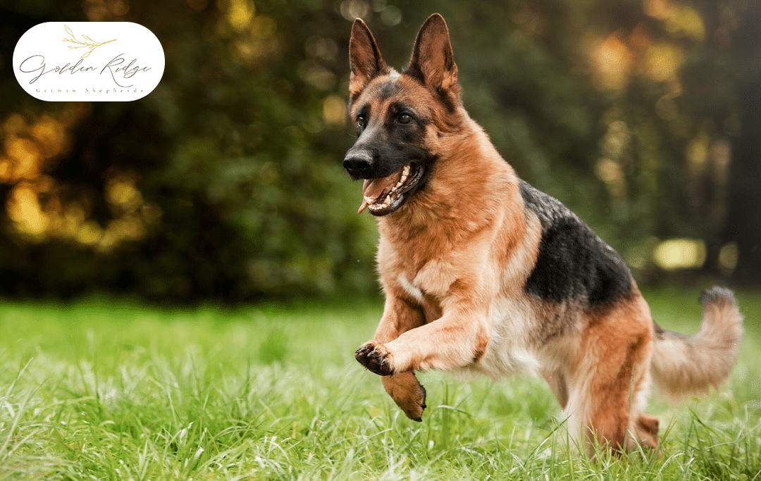 Paw-sitive Proof: The Importance of Health Testing for German Shepherd Puppies