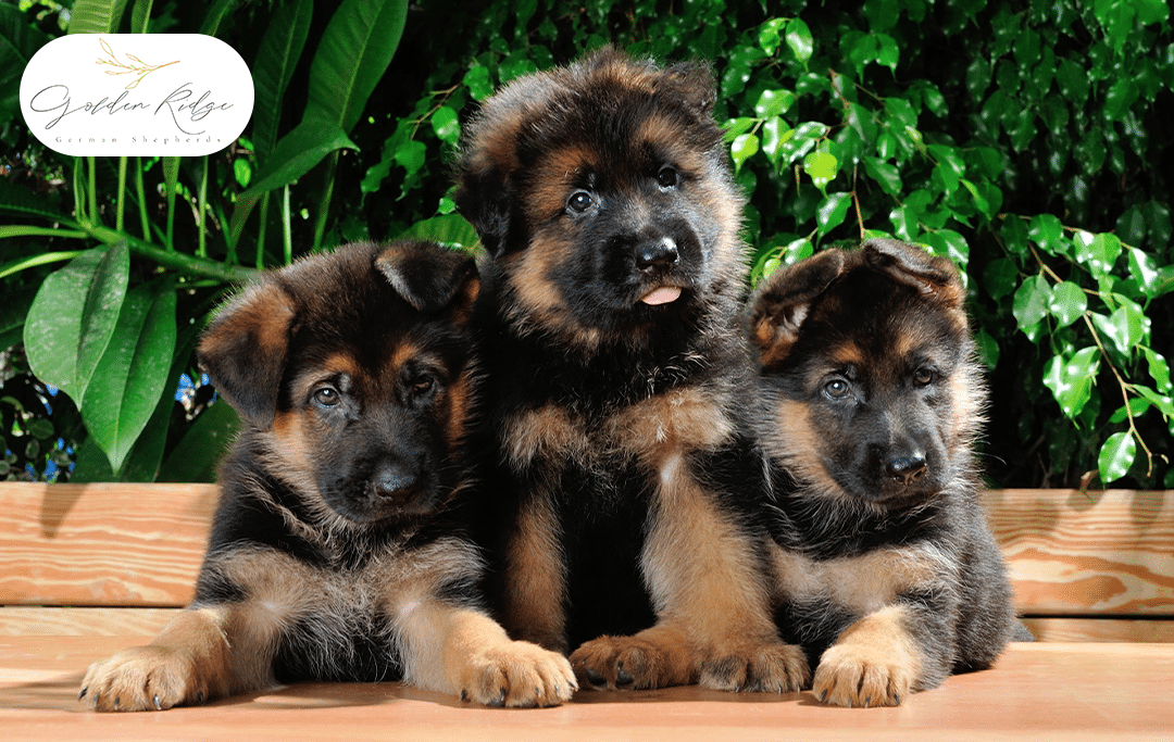 German Shepherd Puppies-Secret Behind Their Trainability and Intelligence