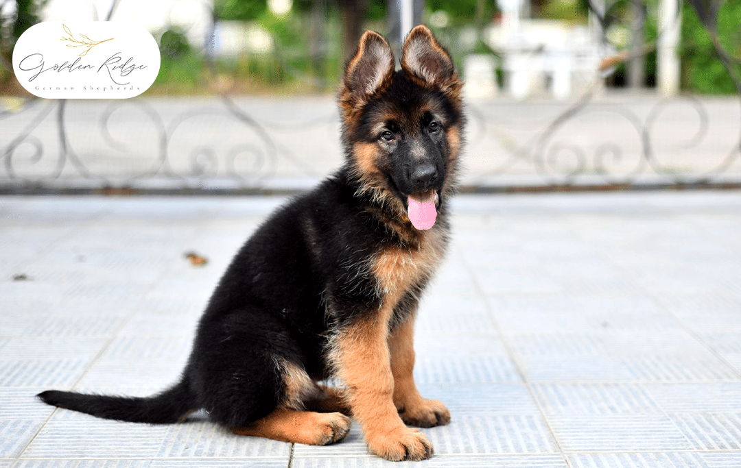 How to Tell If a Male or Female German Shepherd Puppy Is a Better Fit for Your Home
