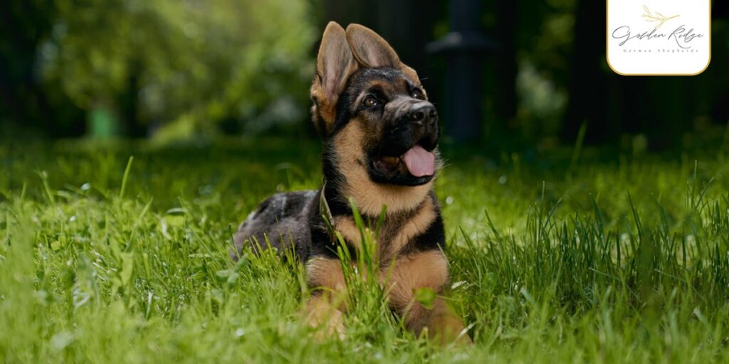What Should You Do in the First 24 Hours With a German Shepherd Puppy