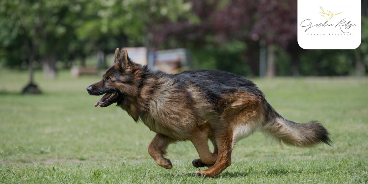 5 Little Things Only German Shepherd Owners Truly Understand