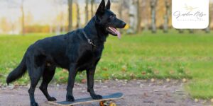Is the Black German Shepherd Really Any Different from the Classic GSD?