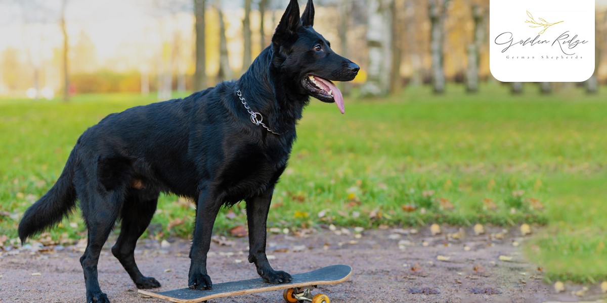 Is the Black German Shepherd Really Any Different from the Classic GSD?