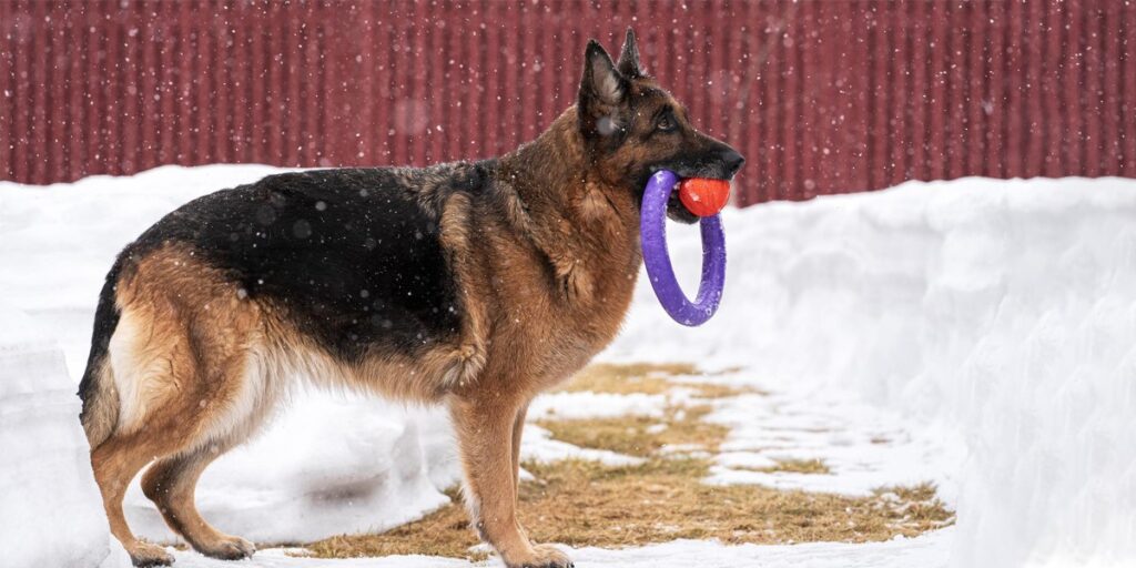 The Psychology Behind the German Shepherd’s Bond With Humans