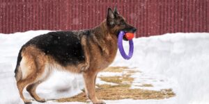 The Psychology Behind the German Shepherd’s Bond With Humans