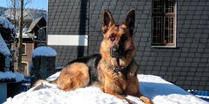 Why German Shepherd Intelligence Goes Beyond Basic Commands