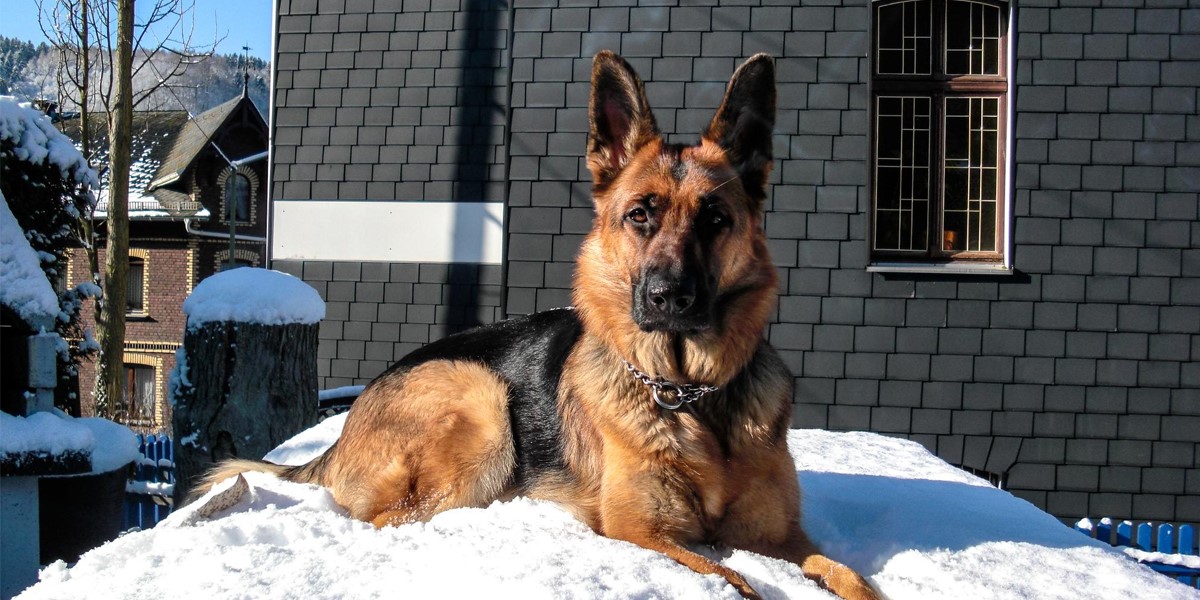 Why German Shepherd Intelligence Goes Beyond Basic Commands