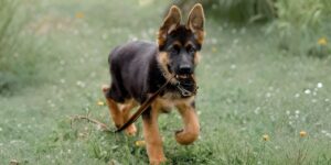 Long Haired German Shepherd Puppies: Care, Grooming, and Genetics