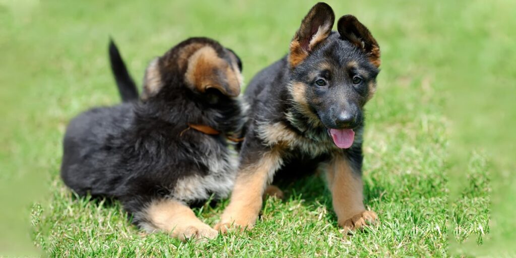 The Development Stages of Male German Shepherd Puppies