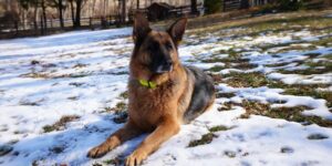 German Shepherd