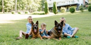 German Shepherds Bond