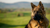 Best German Shepherd Breeders in Maryland