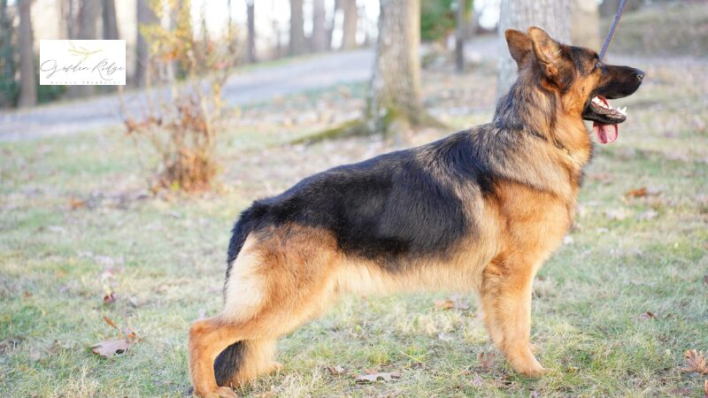 German Shepherd Breeders in Maryland